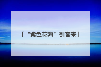 “紫色花海”引客来