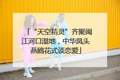 “天空精灵”齐聚闽江河口湿地，中华凤头燕鸥花式谈恋爱