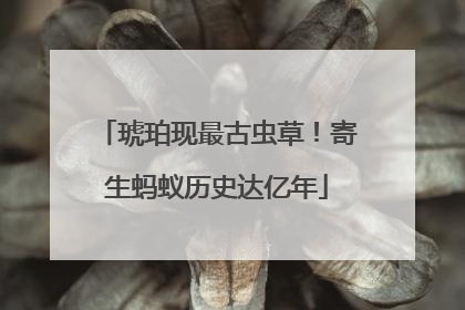 琥珀现最古虫草！寄生蚂蚁历史达亿年
