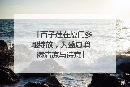 百子莲在厦门多地绽放，为盛夏增添清凉与诗意