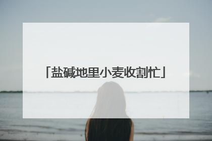 盐碱地里小麦收割忙