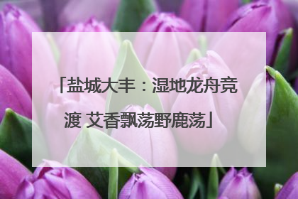 盐城大丰：湿地龙舟竞渡 艾香飘荡野鹿荡