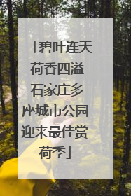 碧叶连天 荷香四溢 石家庄多座城市公园迎来最佳赏荷季