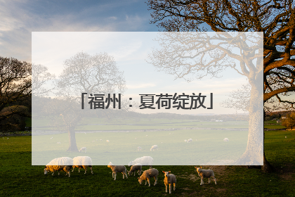 福州：夏荷绽放