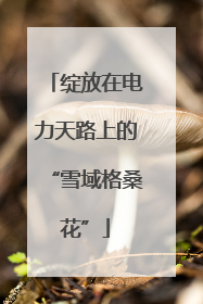 绽放在电力天路上的“雪域格桑花”
