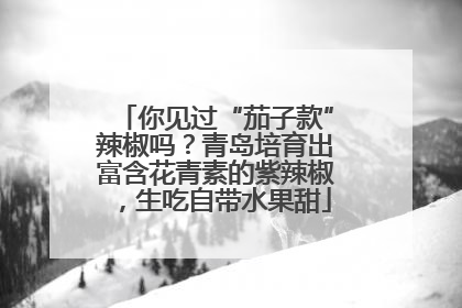 你见过“茄子款”辣椒吗？青岛培育出富含花青素的紫辣椒，生吃自带水果甜