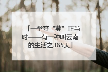 一举夺“葵”正当时——有一种叫云南的生活之365天