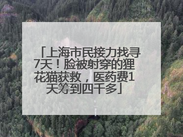 上海市民接力找寻7天!脸被射穿的狸花猫获救,医药费1天筹到四千多