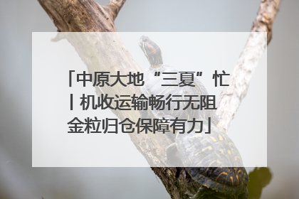 中原大地“三夏”忙丨机收运输畅行无阻 金粒归仓保障有力