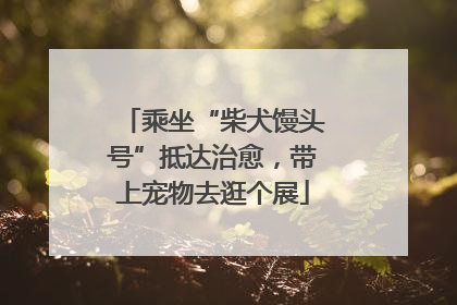 乘坐“柴犬馒头号”抵达治愈，带上宠物去逛个展