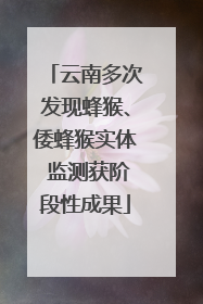 云南多次发现蜂猴、倭蜂猴实体 监测获阶段性成果