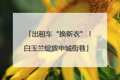 出租车“换新衣”！白玉兰绽放申城街巷