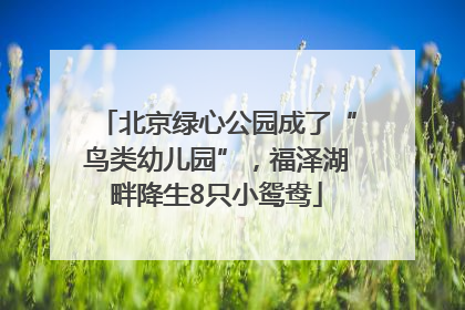 北京绿心公园成了“鸟类幼儿园”，福泽湖畔降生8只小鸳鸯