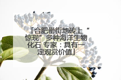 合肥罍街地砖上“惊现”多种海洋生物化石 专家：具有一定观赏价值