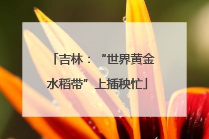 吉林：“世界黄金水稻带”上插秧忙