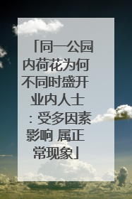 同一公园内荷花为何不同时盛开 业内人士：受多因素影响 属正常现象