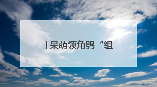 呆萌领角鸮“组团”迷路 多方携手放归自然