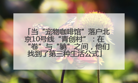 当“宠物咖啡馆”落户北京10号线“青创村”：在“卷”与“躺”之间，他们找到了第三种生活公式