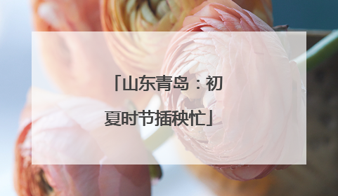 山东青岛：初夏时节插秧忙