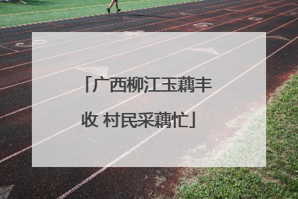 广西柳江玉藕丰收 村民采藕忙