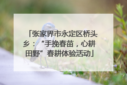 张家界市永定区桥头乡：“手挽春苗，心耕田野”春耕体验活动