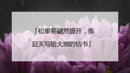 松果菊翩然盛开，像夏天写给大地的情书