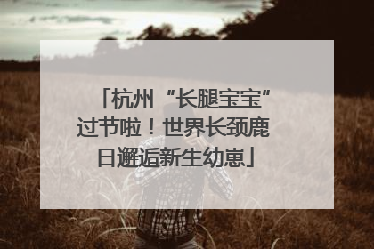 杭州“长腿宝宝”过节啦！世界长颈鹿日邂逅新生幼崽