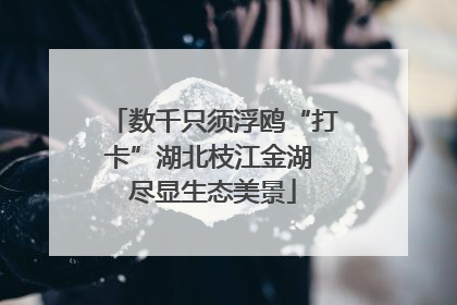 数千只须浮鸥“打卡”湖北枝江金湖 尽显生态美景