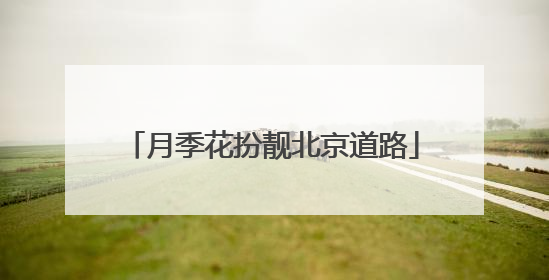 月季花扮靓北京道路