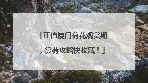 正值厦门荷花观赏期，赏荷攻略快收藏！