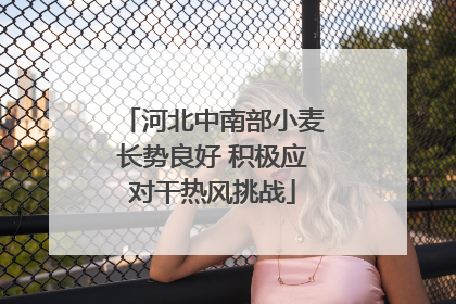 河北中南部小麦长势良好 积极应对干热风挑战
