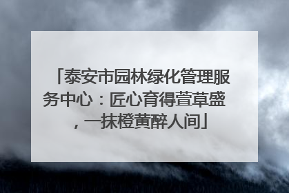 泰安市园林绿化管理服务中心：匠心育得萱草盛，一抹橙黄醉人间