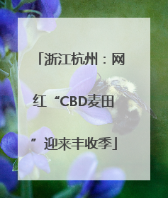 浙江杭州：网红“CBD麦田”迎来丰收季