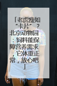 老虎瘦如“卡片”？北京动物园：饲料能保障营养需求，它体重正常，放心吧