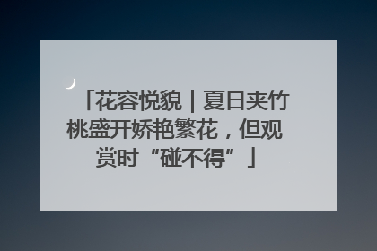 花容悦貌｜夏日夹竹桃盛开娇艳繁花，但观赏时“碰不得”