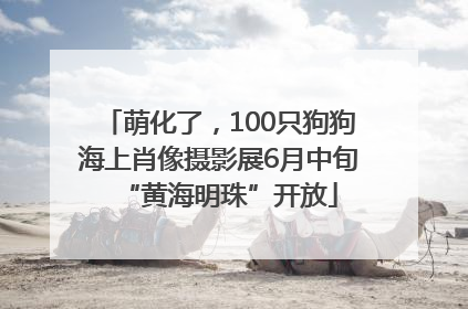 萌化了，100只狗狗海上肖像摄影展6月中旬“黄海明珠”开放