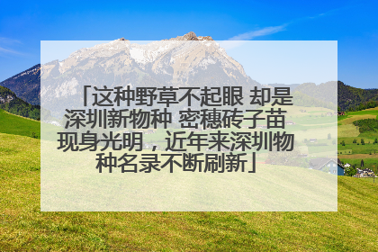 这种野草不起眼 却是深圳新物种 密穗砖子苗现身光明，近年来深圳物种名录不断刷新