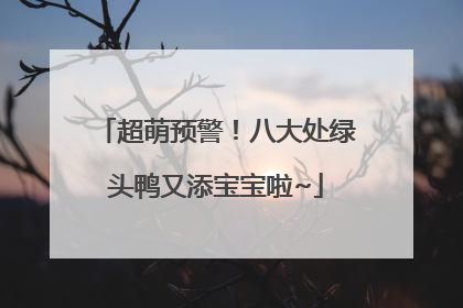 超萌预警！八大处绿头鸭又添宝宝啦~