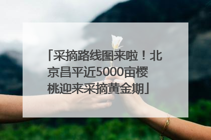 采摘路线图来啦！北京昌平近5000亩樱桃迎来采摘黄金期