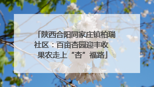 陕西合阳同家庄镇柏瑞社区：百亩杏园迎丰收 果农走上“杏”福路