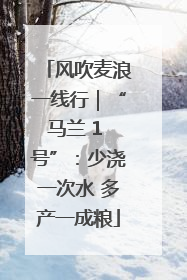 风吹麦浪一线行｜“马兰 1 号”：少浇一次水 多产一成粮